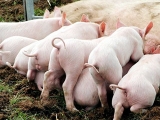 現在豬6個月就出欄還能長到兩三百斤?農業部答疑