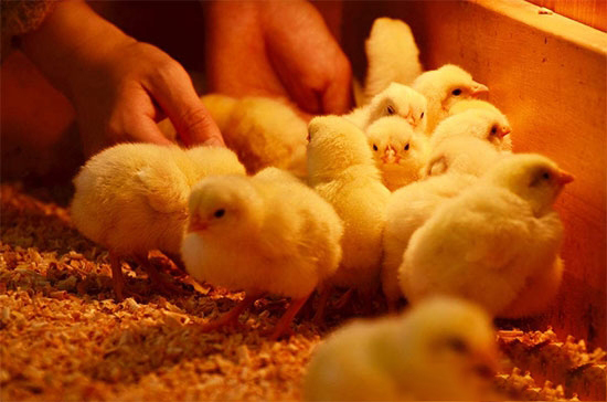 雛雞傳喉引起的呼吸道症狀