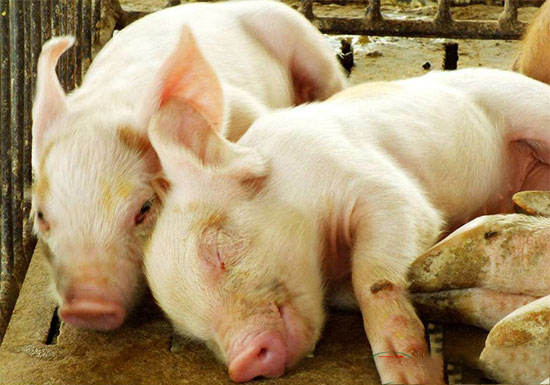 仔豬斷奶後營養性腹瀉如何正确防治?