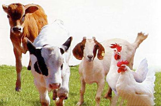 農業部：2020年農藥及畜禽藥殘标準将超1萬項