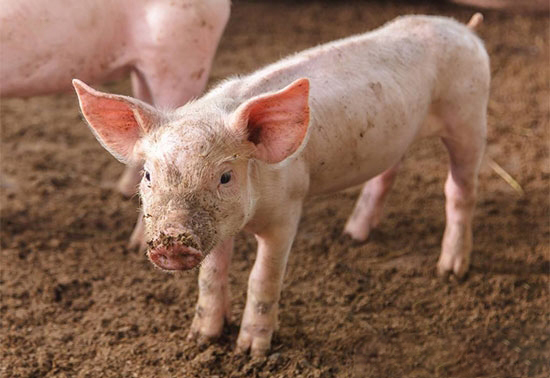 5項措施防止冬季新生仔豬死亡