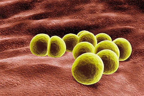 防治雞的葡萄球菌五要素