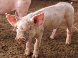 5項措施防止冬季新生仔豬死亡