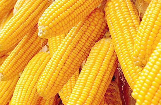 供給側結構性改革擡升玉米價格重心