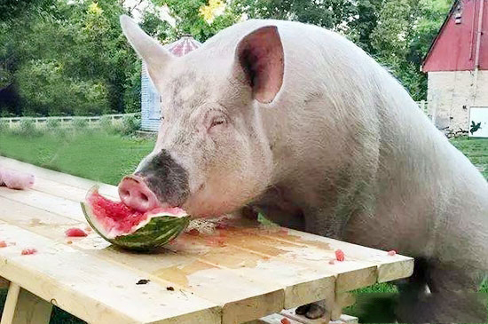 豬吃藥後也要忌口