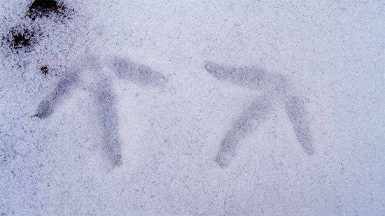 大雪過後雞舍怎麼防寒