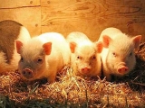冬季仔豬保溫5法