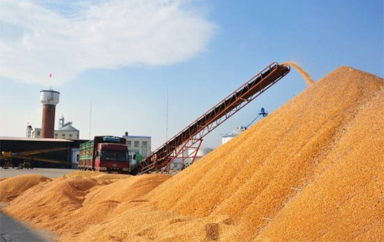 玉米漲價半個月，突破1元/斤咋就這麼難？