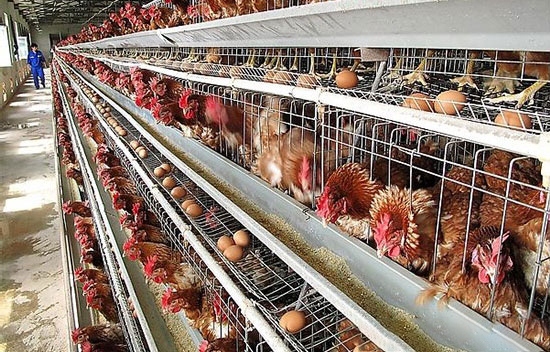 蛋雞節料有方法