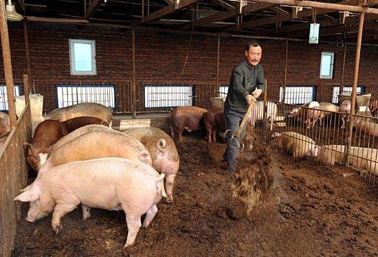 農民養豬存在的四大誤區你中招了嗎?