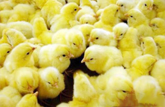 雞雛種蛋運輸要用專業車輛