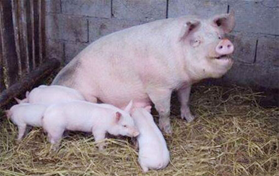 母豬拒哺的原因和改善方法