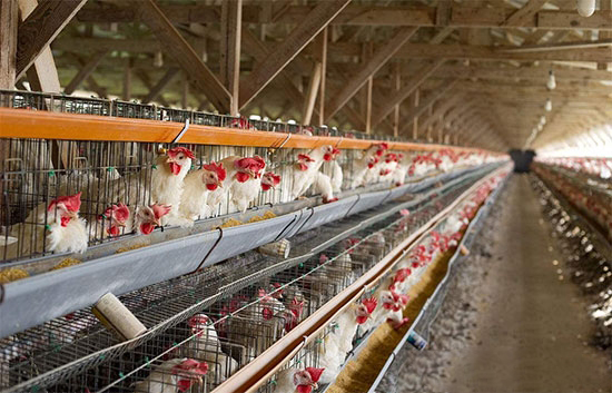 雞舍管理小妙招