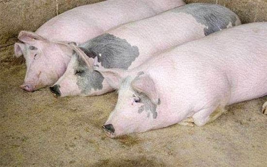 母豬斷奶後不發情的原因分析