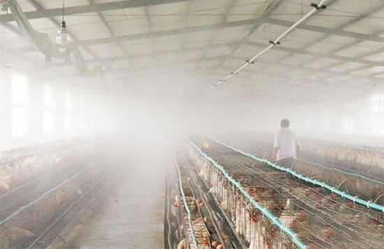 帶雞消毒的方法及注意事項