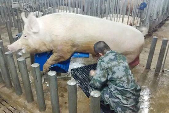 公豬精液好壞的判斷方法