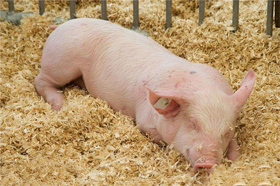 養豬,到底是打針還是投藥好?