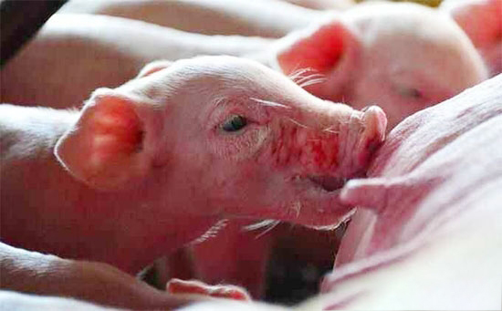 秋冬季節豬五号病的防控措施