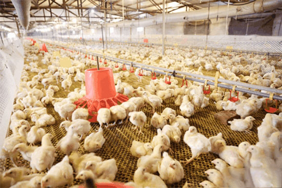 肉種雞限飼期四大管理秘訣