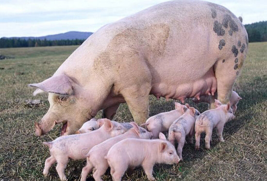 美國為什麼能成為養豬第一大國