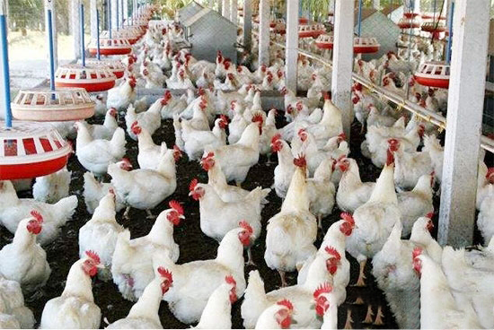如何祛除肉雞體内殘留的藥物