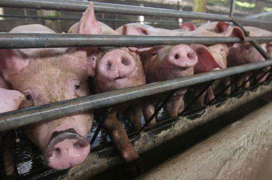 養豬場7種急救措施 條條都救命