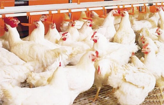 肉雞正确的給藥方式和方法