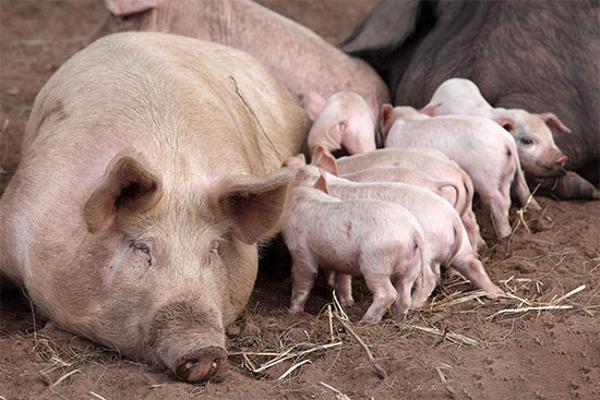 豬病如何“看”出來