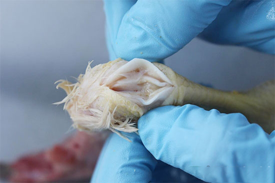 雞滑液囊支原體感染(MSI):看準病用對藥