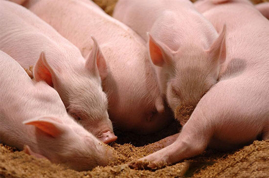 豬場這樣做，豬既保暖又長得快