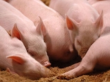 豬場這樣做，豬既保暖又長得快