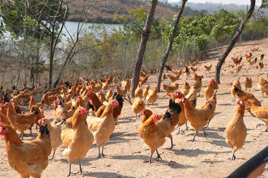 禁養？拆遷？未來這三種養殖模式有新出路！