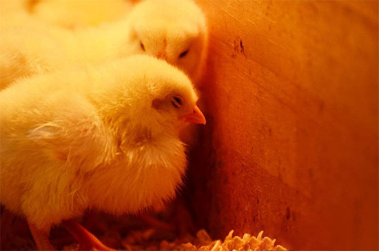 雛雞冬季管理技巧