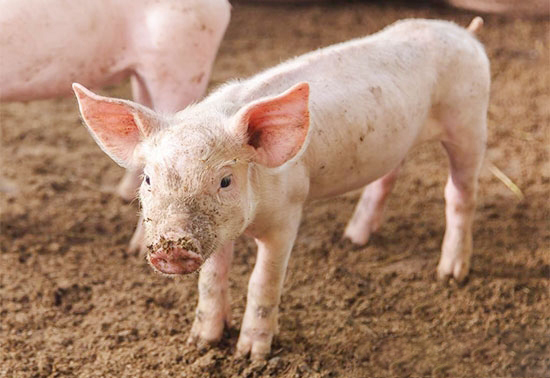 仔豬咬尾的防治措施