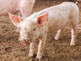 仔豬咬尾的防治措施