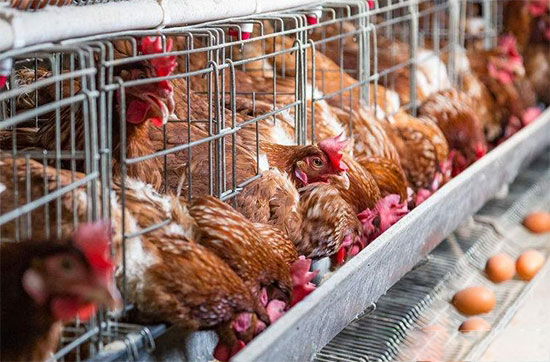 新老蛋雞管理有别