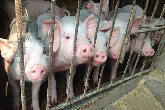 養豬中的忌諱看看你犯了哪一條?!