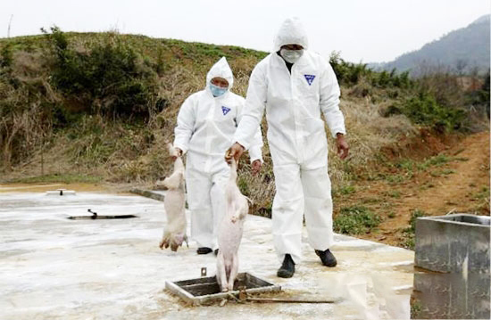 依法嚴厲打擊違法處置病死畜禽和毛皮動物胴體違法犯罪行為