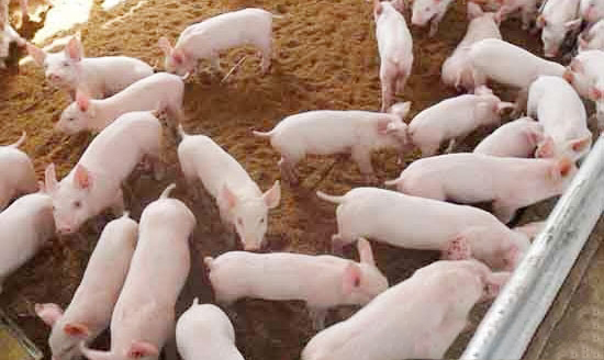 外購運回來的仔豬大規模發病怎麼預防?