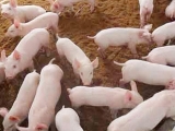 外購運回來的仔豬大規模發病怎麼預防？