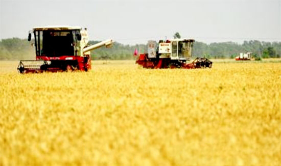 農業部:11月份全國農業農村經濟穩中向優穩中向好