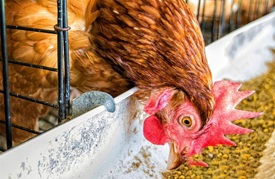 雞飼料應加哪些添加劑