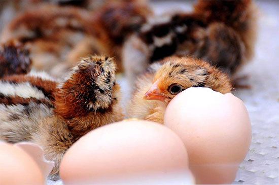 我國畜禽核心種源80%依賴進口