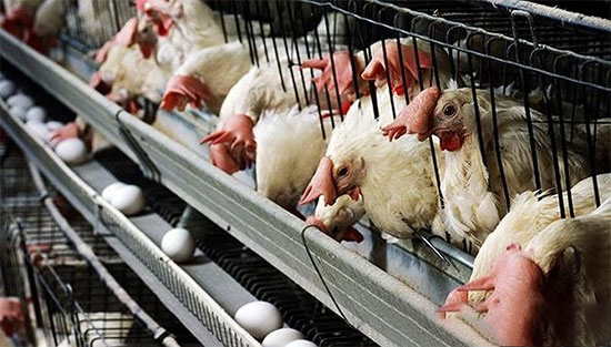 根據雞蛋調整飼料