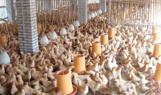 雞飼料的适宜混合比例