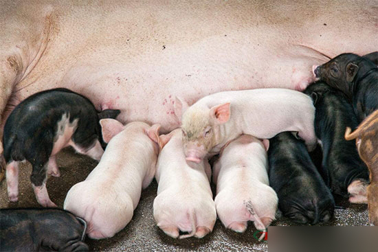 母豬咬仔豬 用這個辦法分分鐘搞定！