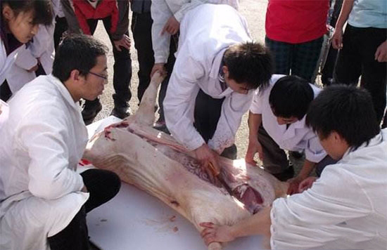 農業部關于推進獸醫社會化服務發展的指導意見