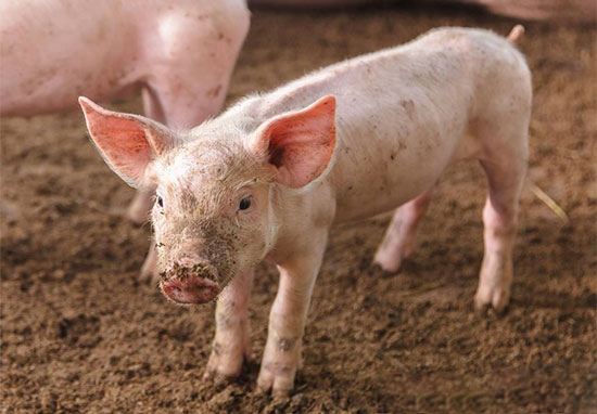 仔豬拉稀死亡的真正原因