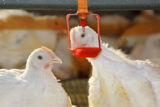 蛋雞合理的飲水時間和數量規律