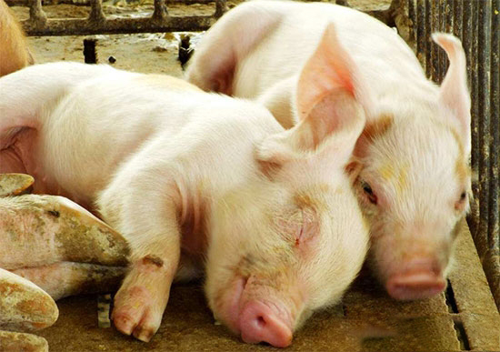 選購仔豬看準這10點不會錯